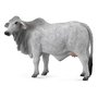 Collecta - Figurina Vaca Brahman - 1