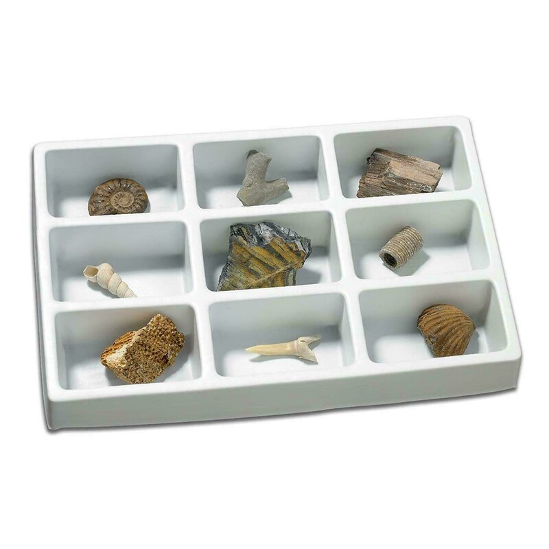 Educational insights - kit paleontologie - fosile