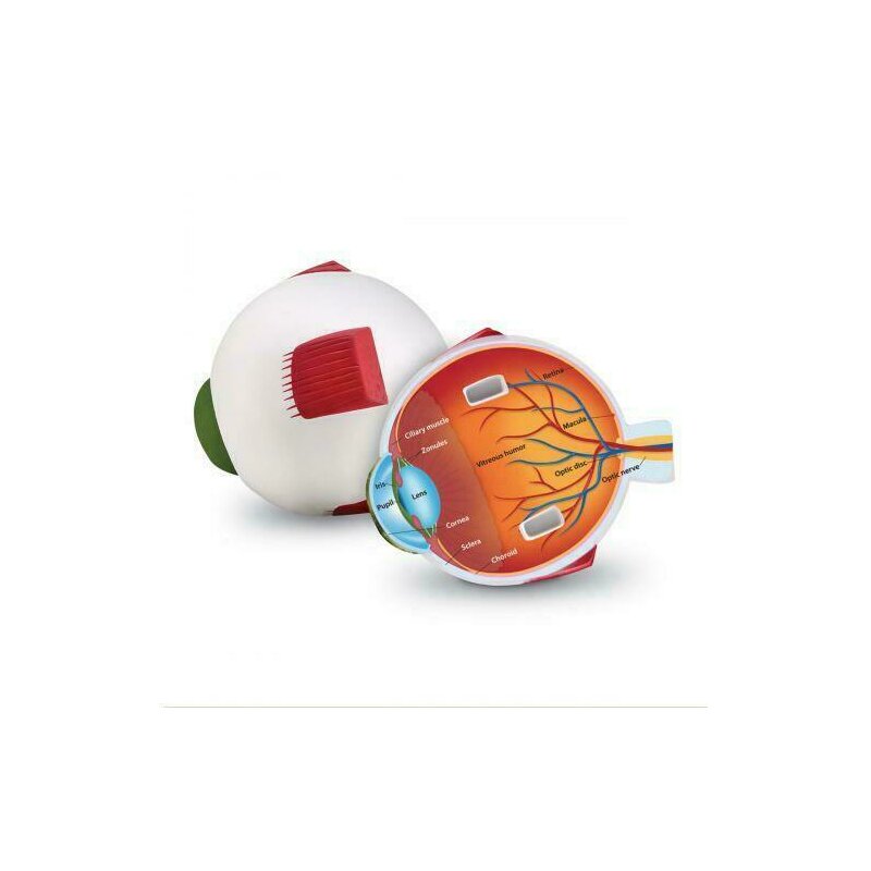Learning resources - model sectiune - ochiul