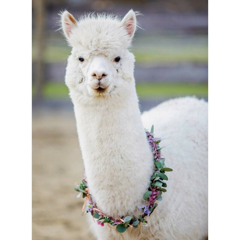 Ravensburger - Puzzle Alpaca, 200 Piese