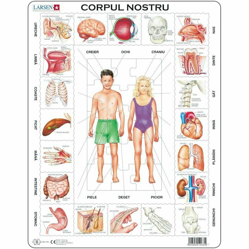 Larsen - puzzle corpul nostru 35 piese
