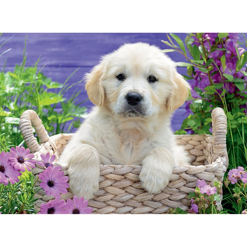Ravensburger - puzzle animale golden retriever puzzle copii, piese 500