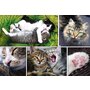 Trefl - Puzzle animale Viata pisicilor , Puzzle Copii, piese 1500 - 2