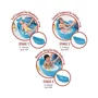 Set Cadita inteligenta, Skip Hop, Pentru 3 etape de crestere, Albastru si cosulet bebelus, Qmini,  55 x 75 cm, Husa 100% muselina dubla, Cream - 8