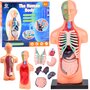 Set educational, Jokomisiada, Corpul uman, Include corpul uman si organele, Constructie solida, Dimensiune compacta, 15 x 7 x 4.5 cm, 6 ani+ - 1
