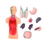 Set educational, Jokomisiada, Corpul uman, Include corpul uman si organele, Constructie solida, Dimensiune compacta, 15 x 7 x 4.5 cm, 6 ani+ - 4