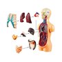Set educational, Jokomisiada, Corpul uman, Include corpul uman si organele, Constructie solida, Dimensiune compacta, 15 x 7 x 4.5 cm, 6 ani+ - 5