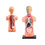 Set educational, Jokomisiada, Corpul uman, Include corpul uman si organele, Constructie solida, Dimensiune compacta, 15 x 7 x 4.5 cm, 6 ani+ - 6