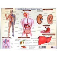 Plansa Anatomia Omulu 2