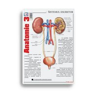 Pliant Anatomie 3 - Sistemul Excretor