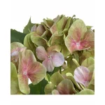 Hortensie artificiala, Plastic, Roz, Bouquet