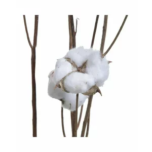 Planta uscata bumbac, Fibra naturala, Alb, Cotton