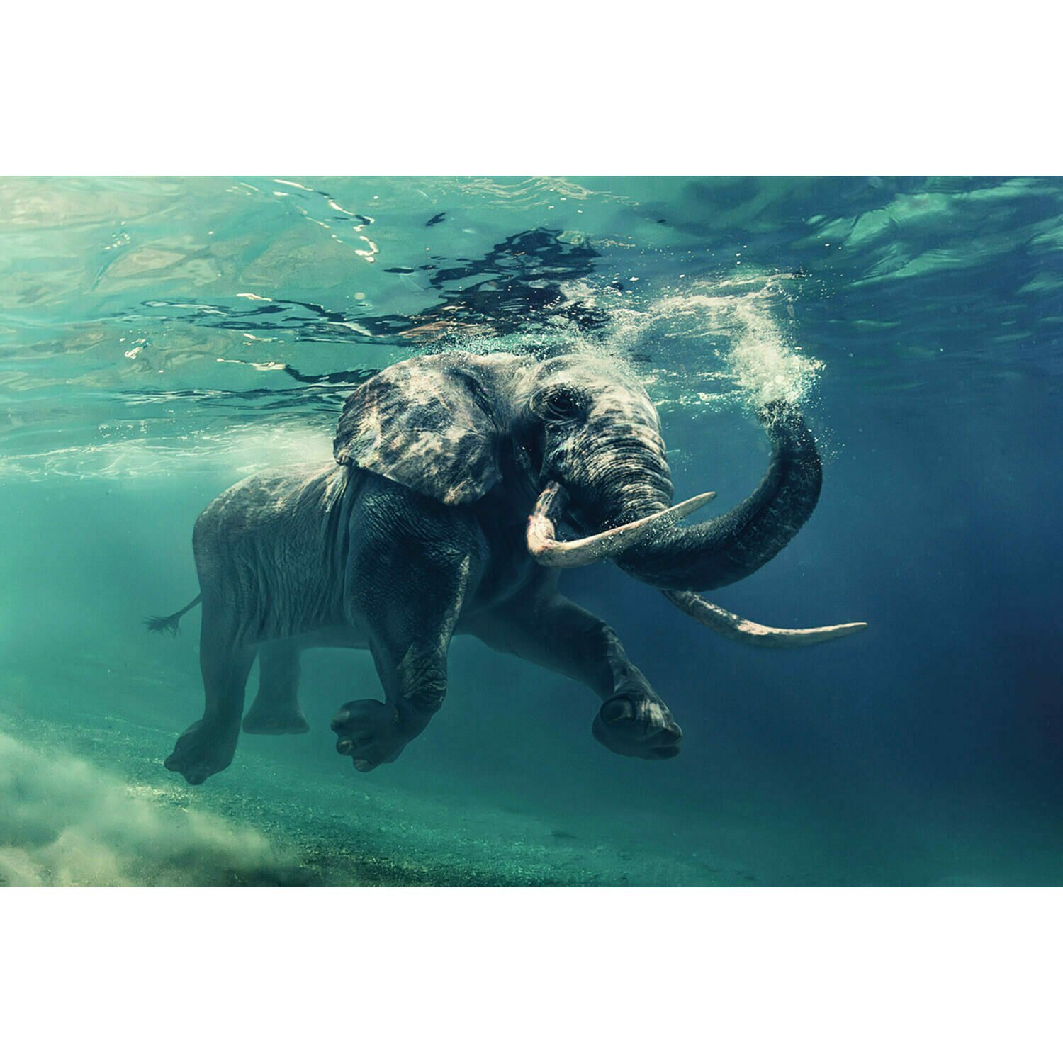 Tablou decorativ elephant 120x80 sticla