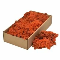 Licheni decorativi Cladonia Orange