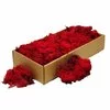 Licheni decorativi rosii