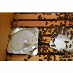 Apiguard gel picture - 3