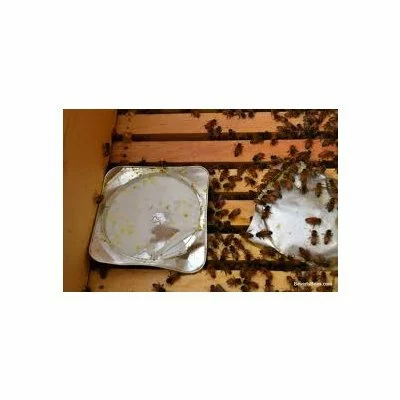 Apiguard gel picture - 3