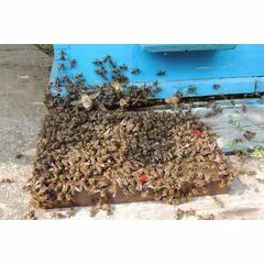 Colector venin albine BeeWhisper v.6.0 model 2020 picture - 6