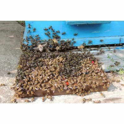 Colector venin albine BeeWhisper v.6.0 model 2020 picture - 6