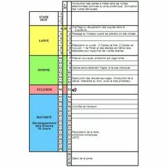 Cutia Nicot 100 matci - Training video gratuit picture - 3