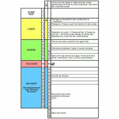 Cutia Nicot 50 matci - Training Video Gratuit picture - 3
