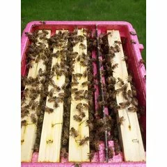 Nucleu imperechere polipropilena expandata QUEEN-B picture - 8