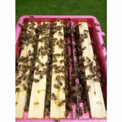 Nucleu imperechere polipropilena expandata QUEEN-B picture - 8