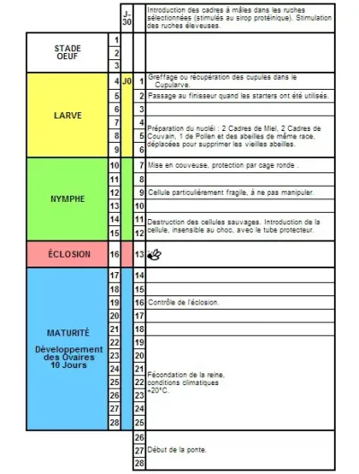 Cutia Nicot 50 matci - Training Video Gratuit picture - 3