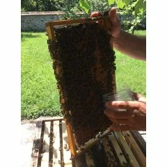 Tester Varroa 3 in 1 picture - 4