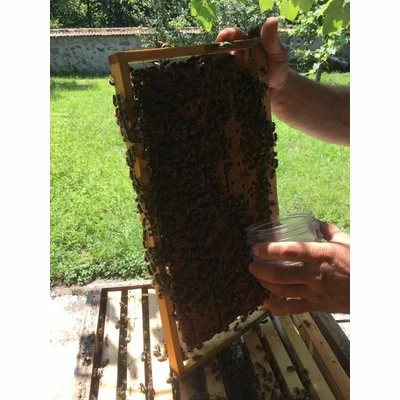 Tester Varroa 3 in 1 picture - 4